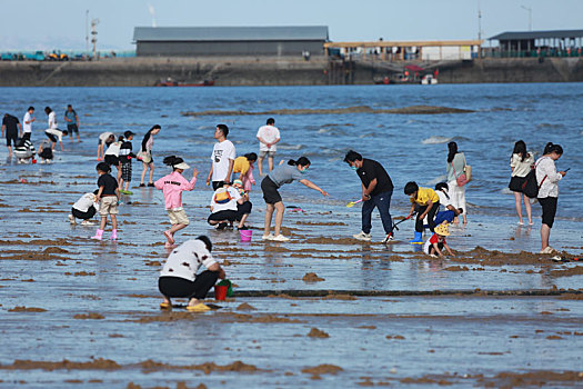 山东省日照市,游客赶海拾贝,踏浪嬉水,桃花岛成国庆节热门打卡地