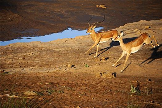 黑斑羚,跑,黎明,萨布鲁国家公园,肯尼亚,非洲