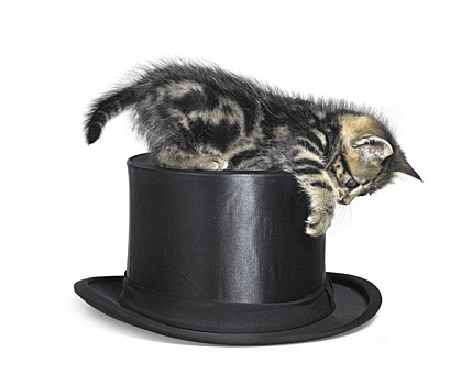 小猫,玩,上面,帽子