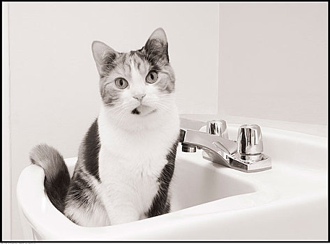 猫,坐,水槽
