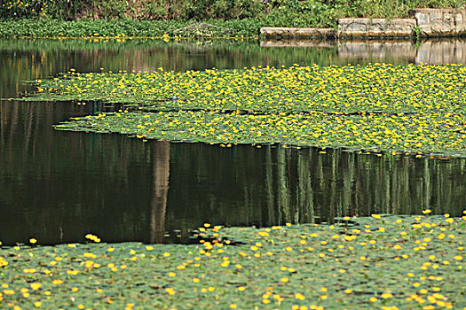 浮萍花