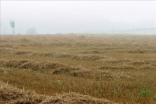 英亩,稻草,早晨,雾