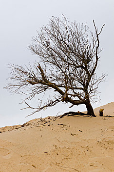 沙漠的杜松图片