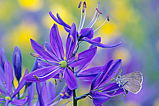 银色,蓝色,蝴蝶,花,不列颠哥伦比亚省,加拿大