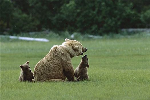 大灰熊,棕熊,母亲,玩,卡特麦国家公园,阿拉斯加