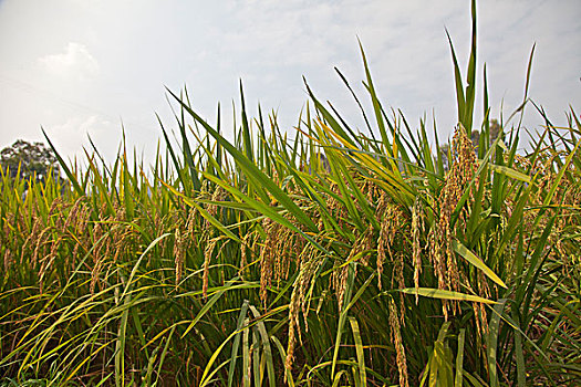 农作物,水稻,农田