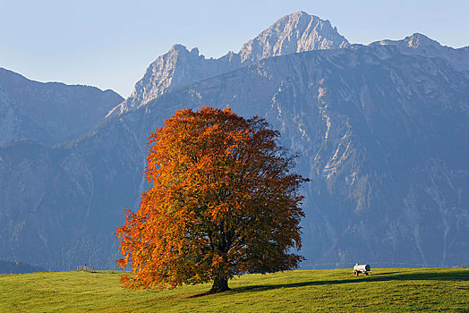 秋天,山毛榉,山,背影,斯瓦比亚,巴伐利亚,德国,欧洲