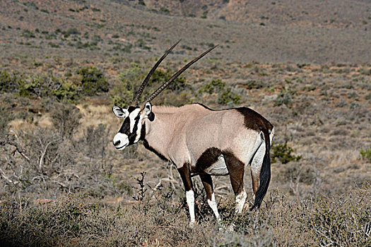 南非大羚羊,羚羊,自然保护区,西海角,南非,非洲