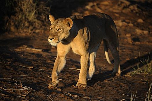 狮子,雌狮,黎明,萨布鲁国家公园,肯尼亚,非洲