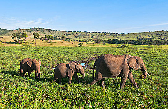 肯尼亚,马赛马拉,非洲,高草,麦赛-玛拉国家公园