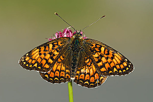 黑矢车菊,豹纹蝶,蝴蝶,女性,马尔康杜国家公园,普罗旺斯,法国