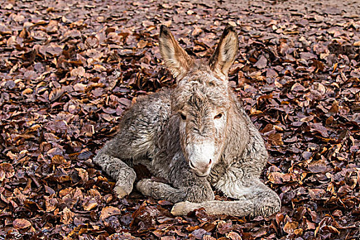 森林,驴,小马,躺着,秋叶,莱茵兰普法尔茨州,德国,欧洲