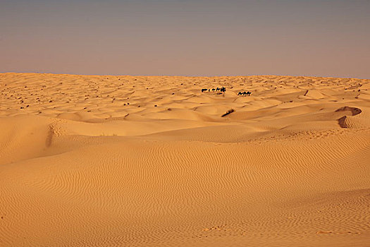 驼队,撒哈拉沙漠