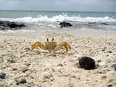 螃蟹,海滩