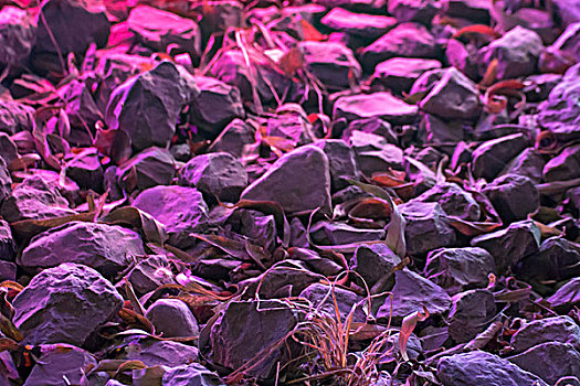 红紫色的石头