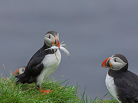 角嘴海雀,北极,羽毛,鸟嘴,材质,冰岛,欧洲