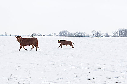 母牛,草地,雪中