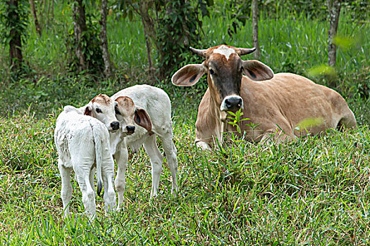 母牛,两个,幼兽,草,危地马拉