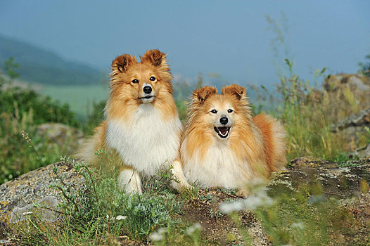 喜乐蒂犬,两个,母狗,躺着,岩石,地面,动物,奥地利,欧洲
