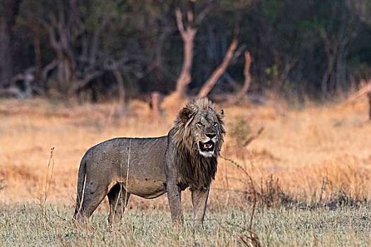 头像,狮子,奥卡万戈三角洲,博茨瓦纳,非洲