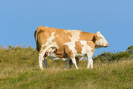 母牛,吸吮,幼兽,北方,日德兰半岛,丹麦