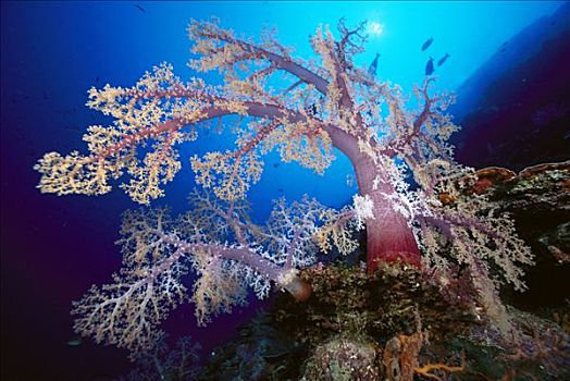 软珊瑚,树,脚,深,所罗门群岛