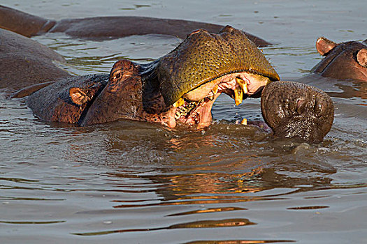 成年,河马,游泳,嘴,牙齿,幼小,面对,正面,特写,恩戈罗恩戈罗,保护区,坦桑尼亚