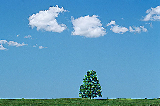 树,云,靠近,伦敦,安大略省,加拿大