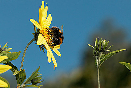 大黄蜂,熊蜂,收集,花粉,向日葵,欧洲