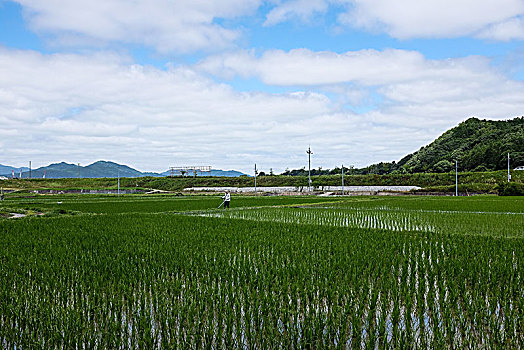 日本,田野