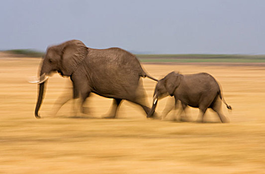 非洲象,幼兽,博茨瓦纳