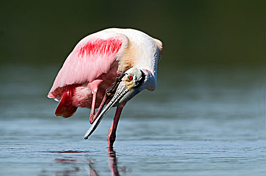 粉红琵鹭,挠,萨尼伯尔岛,佛罗里达
