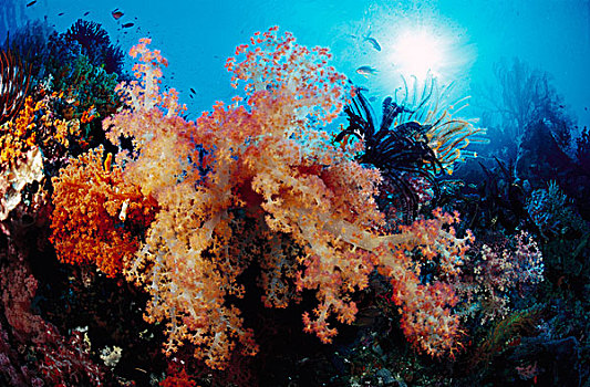 软珊瑚,礁石,印度尼西亚