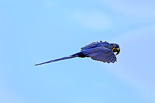 紫蓝金刚鹦鹉,成年,飞行,潘塔纳尔,巴西,南美