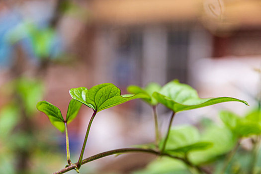 花卉素材