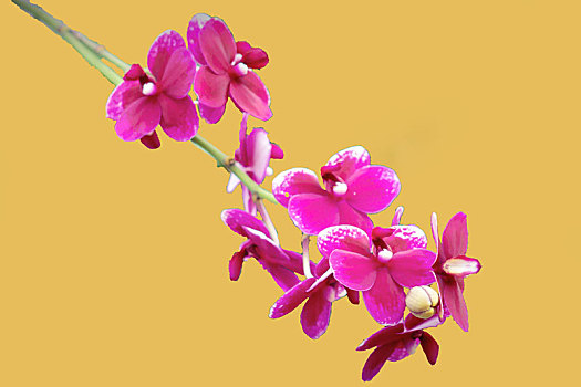 纯色背景花卉－蝴蝶兰