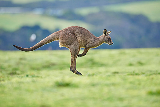 大灰袋鼠,灰袋鼠,跳跃,草地,维多利亚,澳大利亚