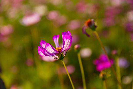 鲜花