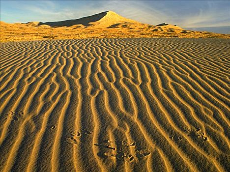 风,波纹,沙丘,莫哈韦沙漠,国家,保存,加利福尼亚