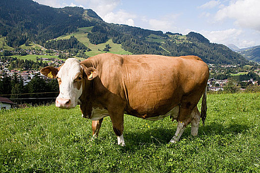 褐色,母牛,地点