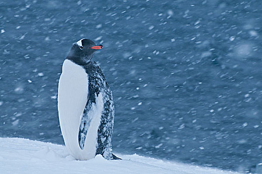 巴布亚企鹅,雪中,风暴,南极