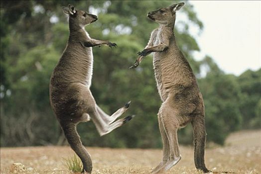大灰袋鼠,灰袋鼠,一对,争斗,袋鼠,岛屿,澳大利亚