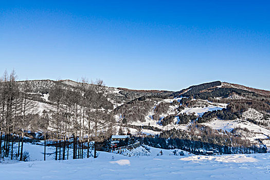 雪地,树林,村庄,雪村