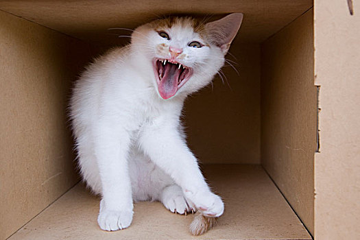 叫声,小猫,纸箱