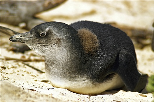 非洲,黑脚企鹅