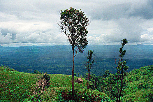 风景,下雨,季节,孟加拉,2007年