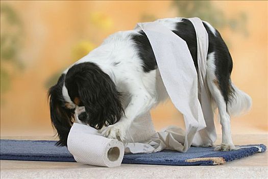 查尔斯王犬,三色,玩,卫生纸