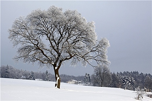 雪