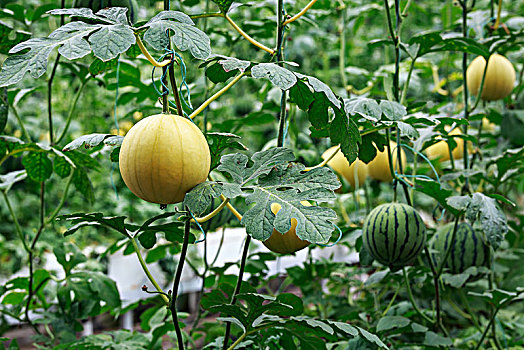 立体栽培西瓜