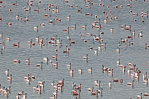 小红鹳,湖,肯尼亚